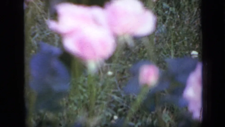 Soft pink and blue garden flowers remain blurred in 1959 Iowa 8mm home-movie footage.