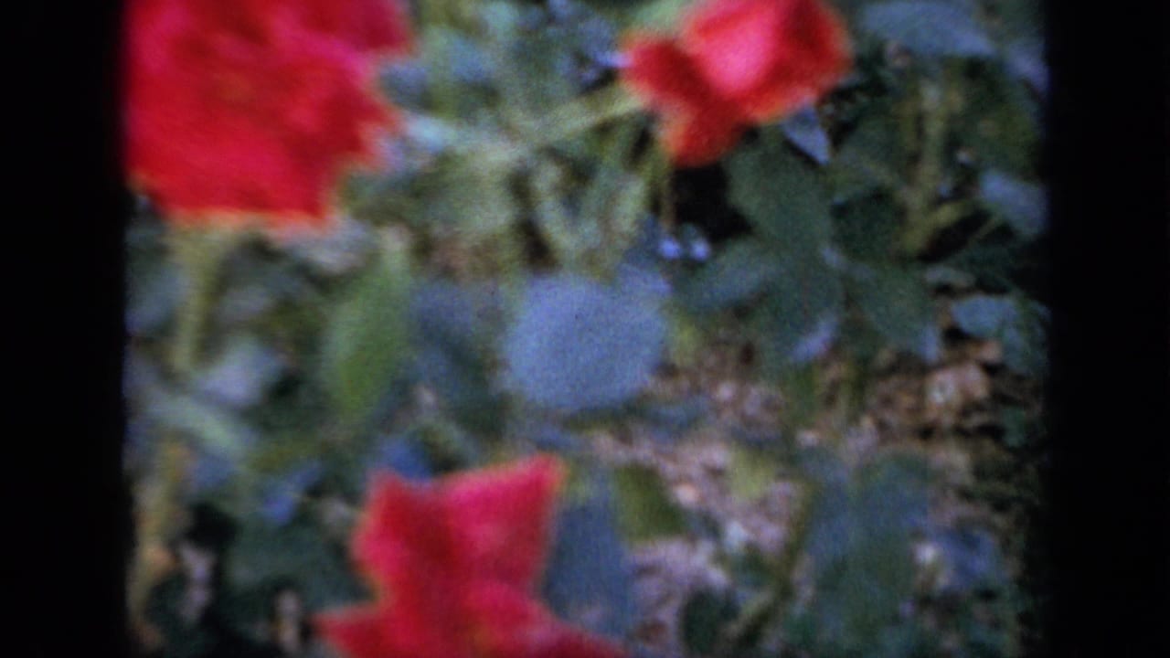 Red roses and green foliage seen in soft-focus 8mm film.