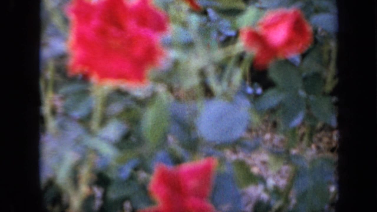 A red rose bloom and surrounding foliage appear blurred by motion in the 1959 Iowa garden footage.