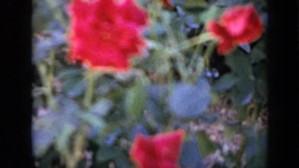 Red roses and green leaves dominate the frame in a soft, handheld 8mm view from an Iowa garden in 1959.