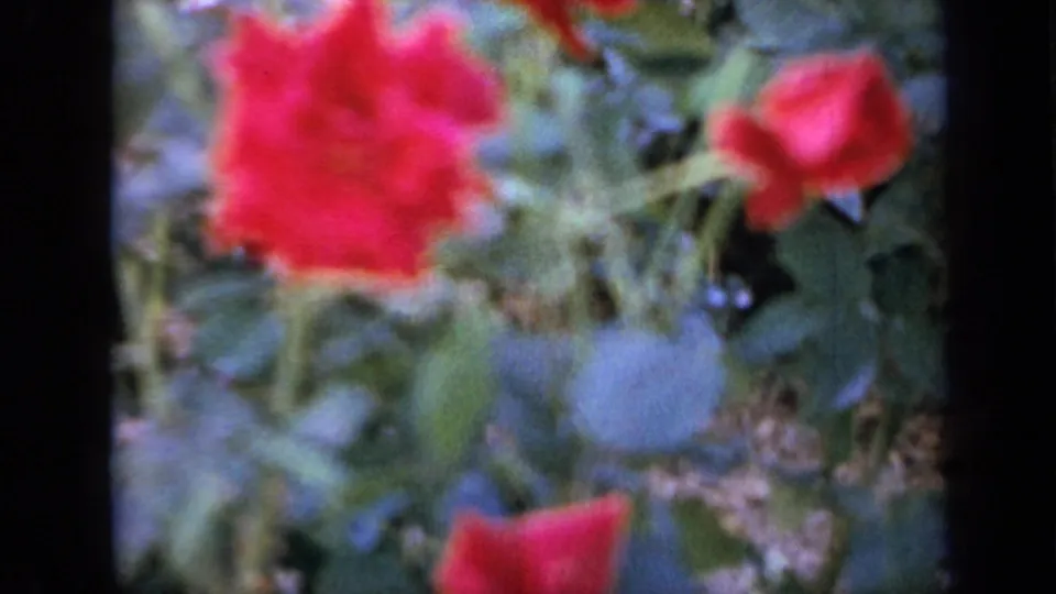 Red rose blossoms remain visible among foliage as the 8mm frame shows grain, blur, and dark gate borders.
