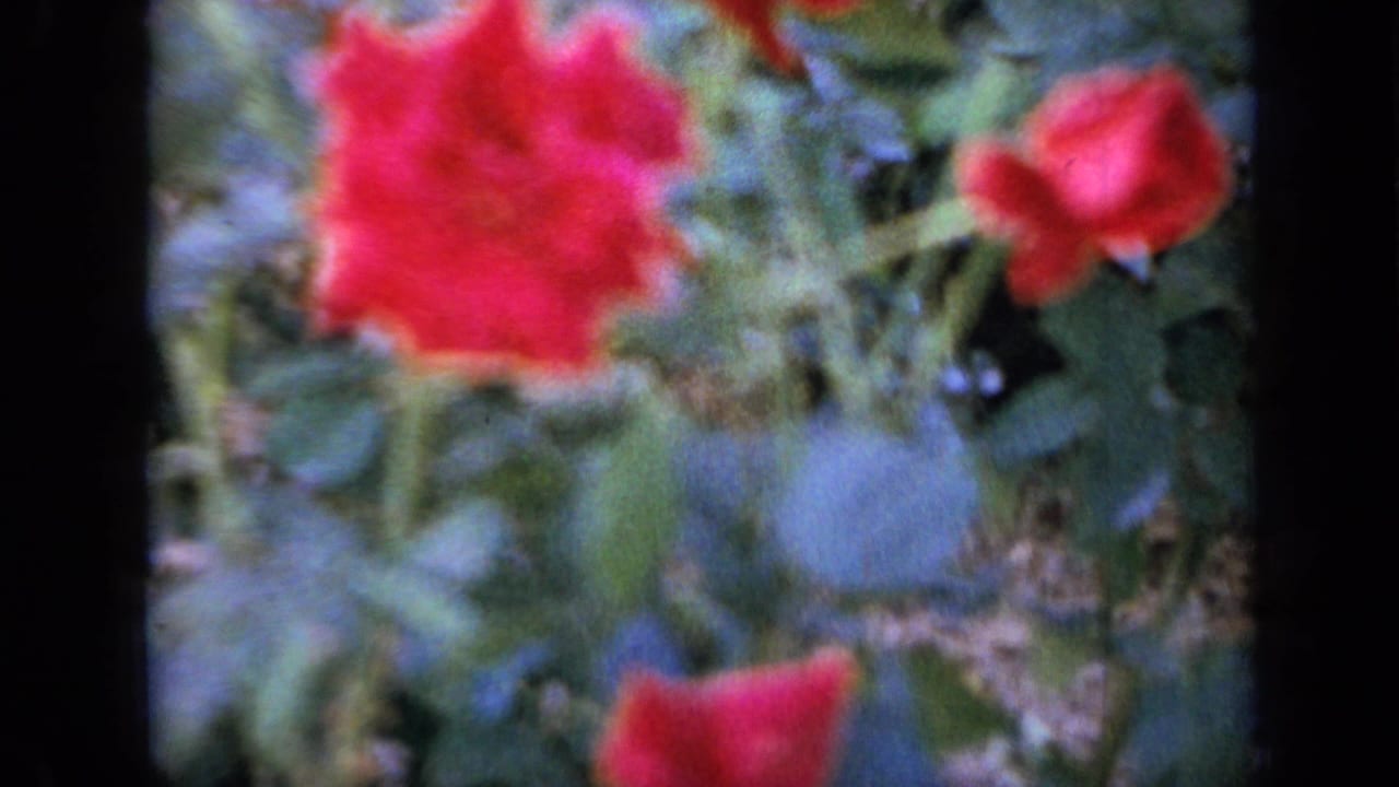 Soft close-up of red roses and green foliage framed by dark 8mm film edges.