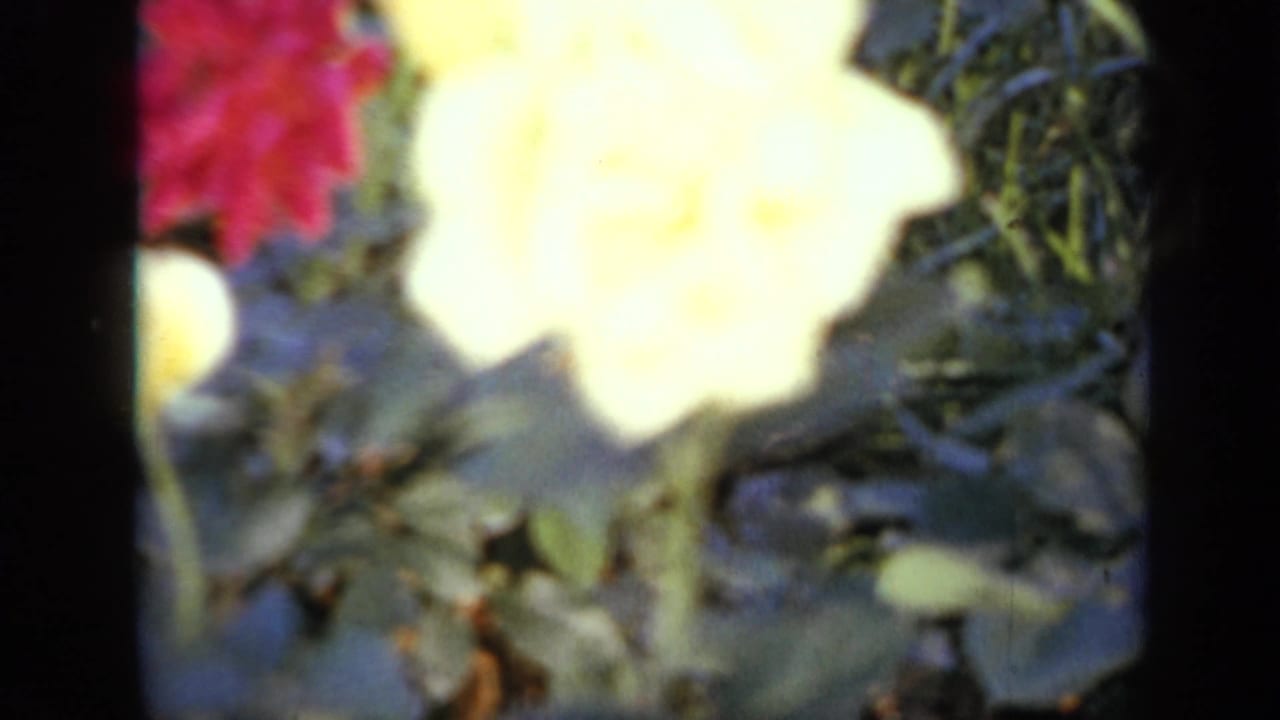 Pale yellow rose close to the lens with red roses and dark foliage behind it.