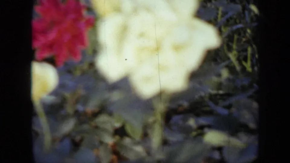 1959 Iowa garden close-up on 8mm film, centered on a pale yellow rose with red blooms and foliage around it.