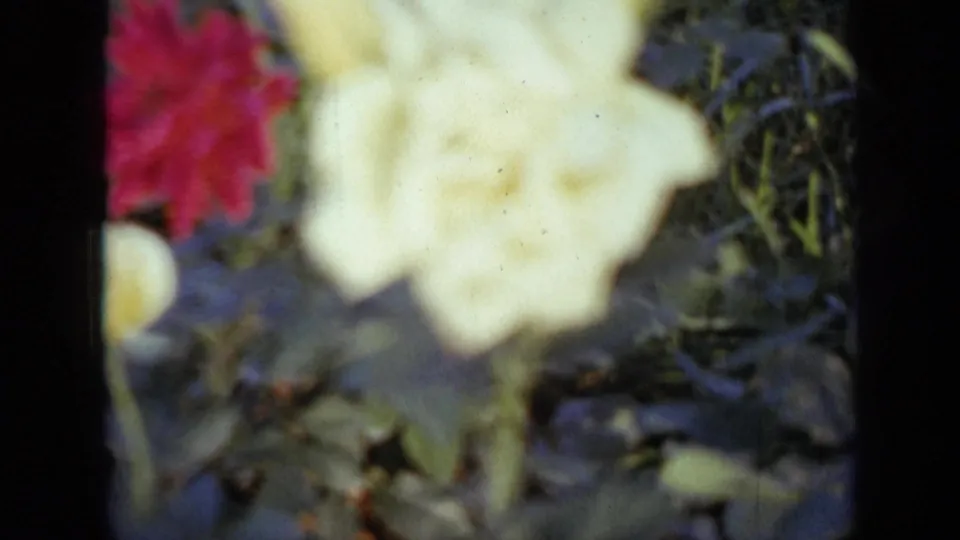 Final 1959 Iowa 8mm frame showing a pale yellow rose, red bloom, leafy stems, and visible film texture.