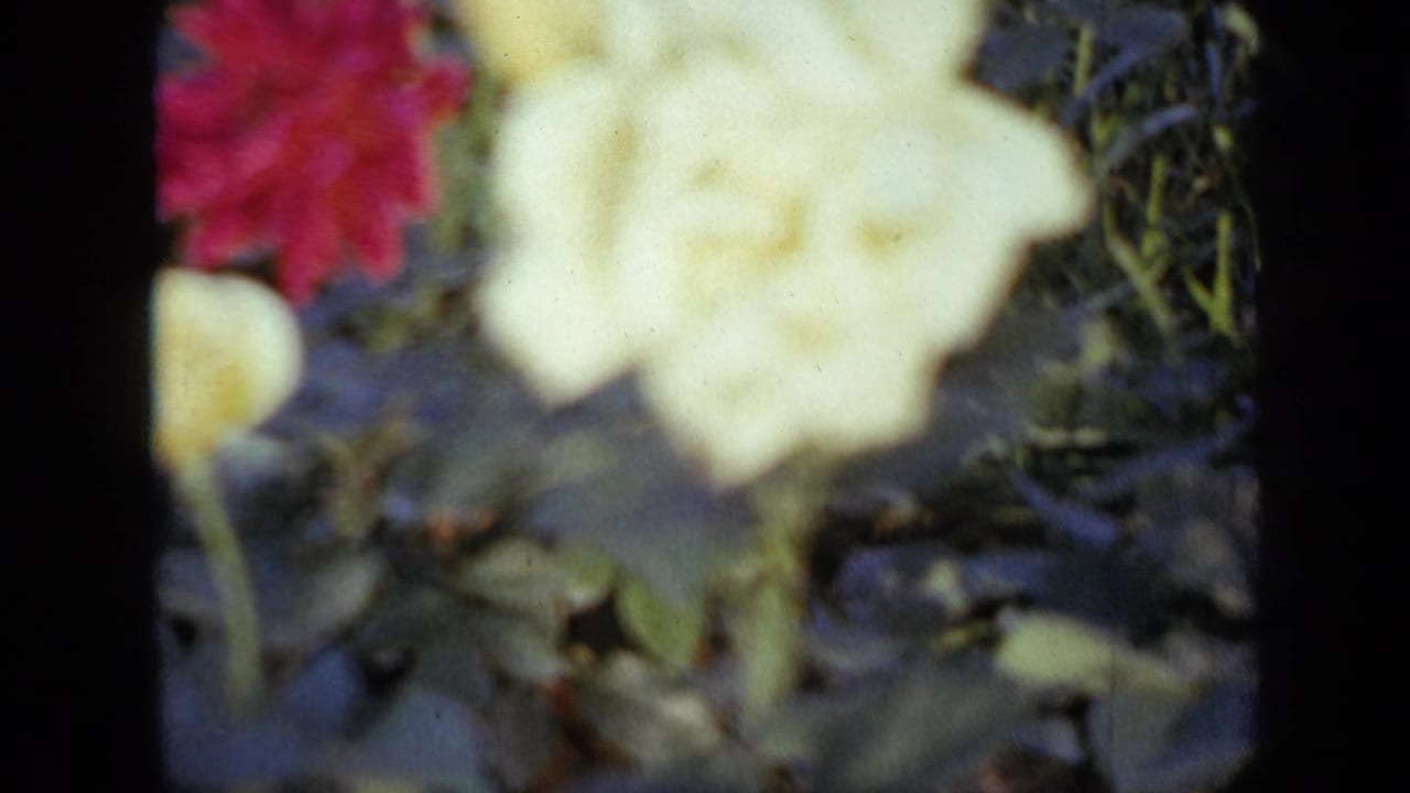 1959 Iowa 8mm frame of a blurred pale garden flower near a red-pink blossom, with leaves and stems in the background.
