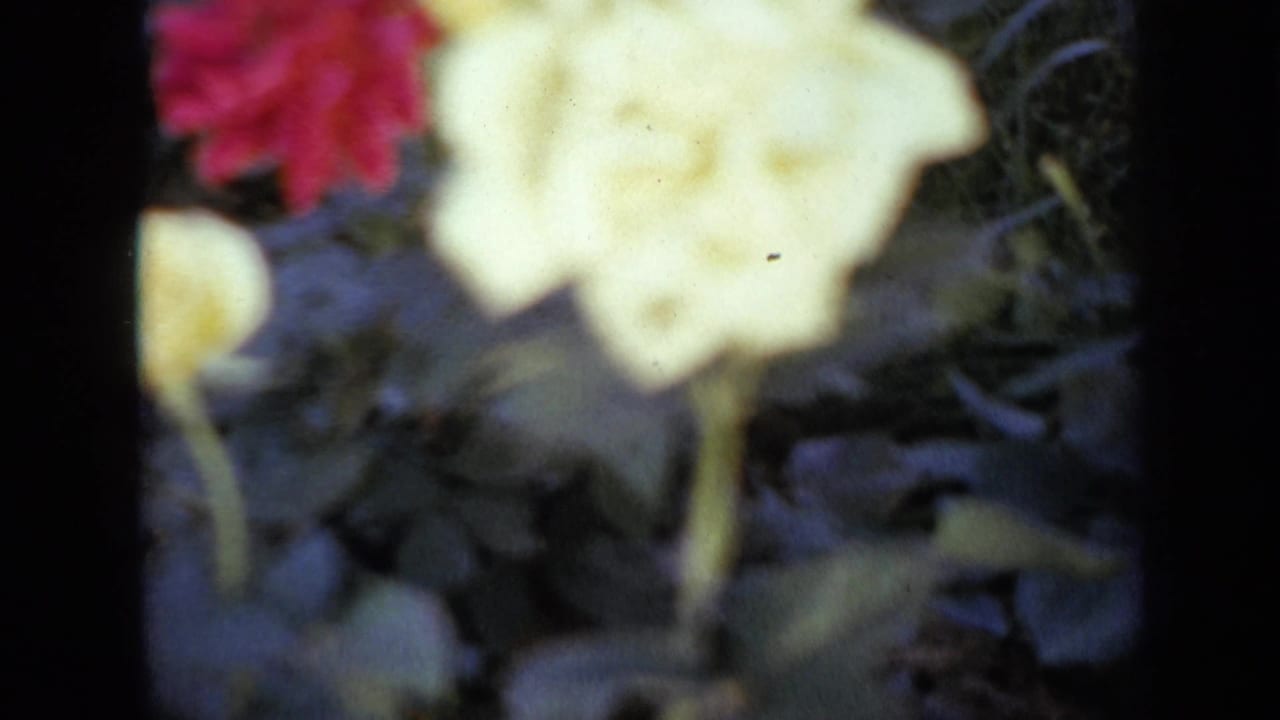 1959 Iowa 8mm frame with a soft pale flower in the foreground, a red-pink blossom, and dark green garden foliage.