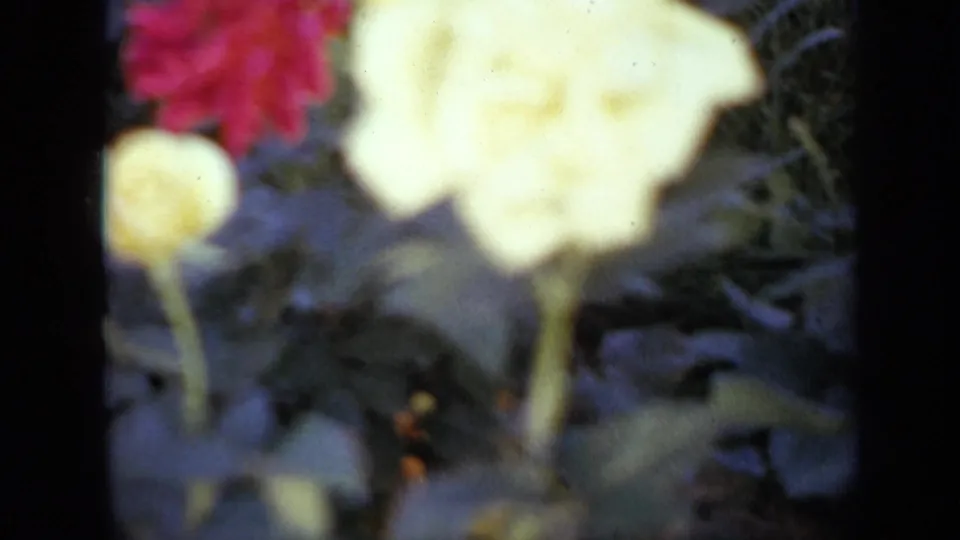 1959 Iowa 8mm frame showing a blurred white flower close to the lens, with a red-pink bloom and leafy garden plants behind.