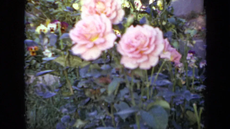 1959 Iowa 8mm frame of two pink garden flowers, likely roses, surrounded by leaves and smaller pale blossoms.