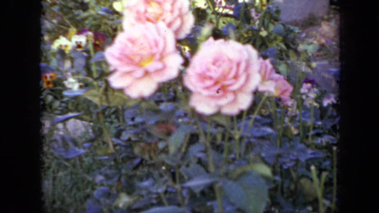 Pink roses and green garden foliage in soft close-up.