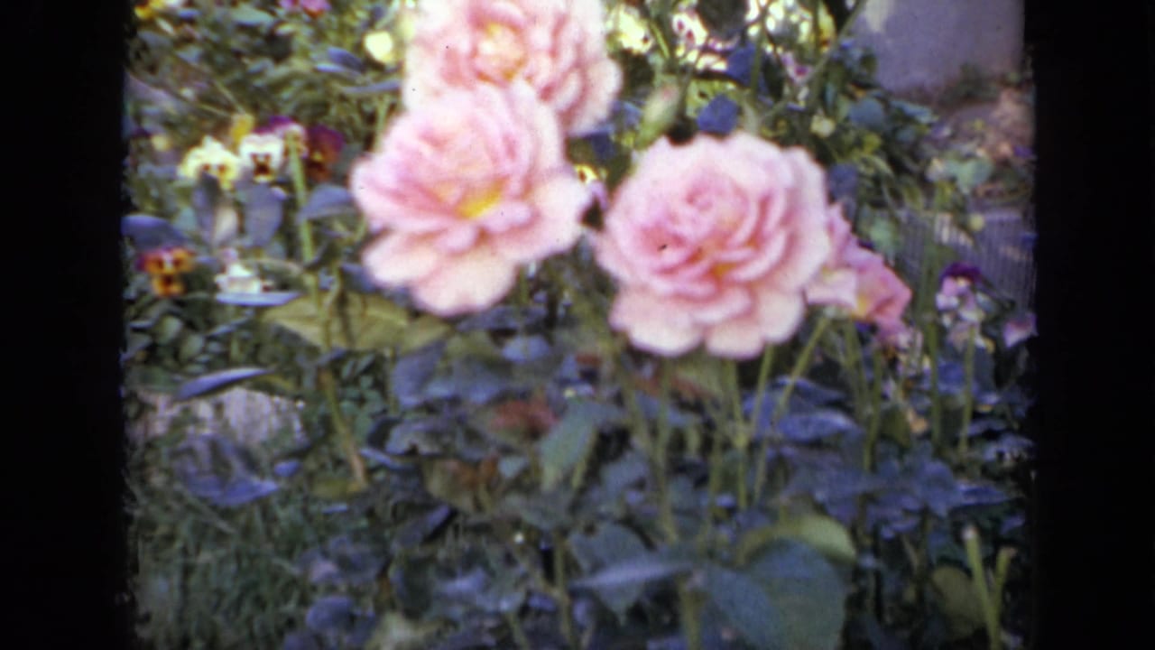 Close view of pale pink roses among green leaves.