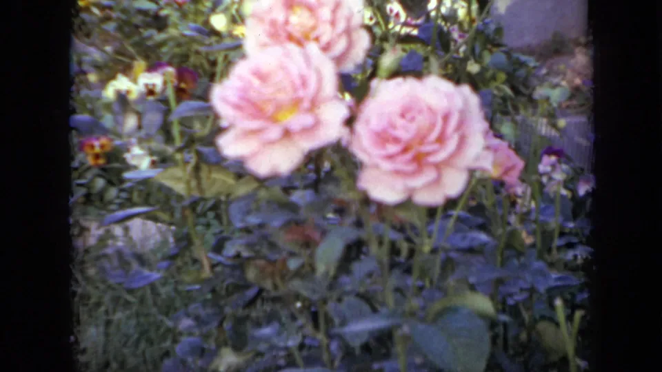 The final frame holds on pink roses in a leafy Iowa garden, recorded on 1959 8mm home-movie film.