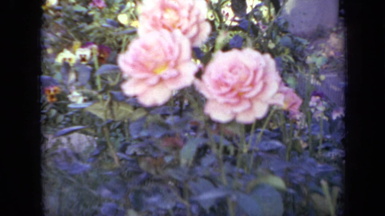 Pink roses and garden foliage in soft focus with dark film edges.