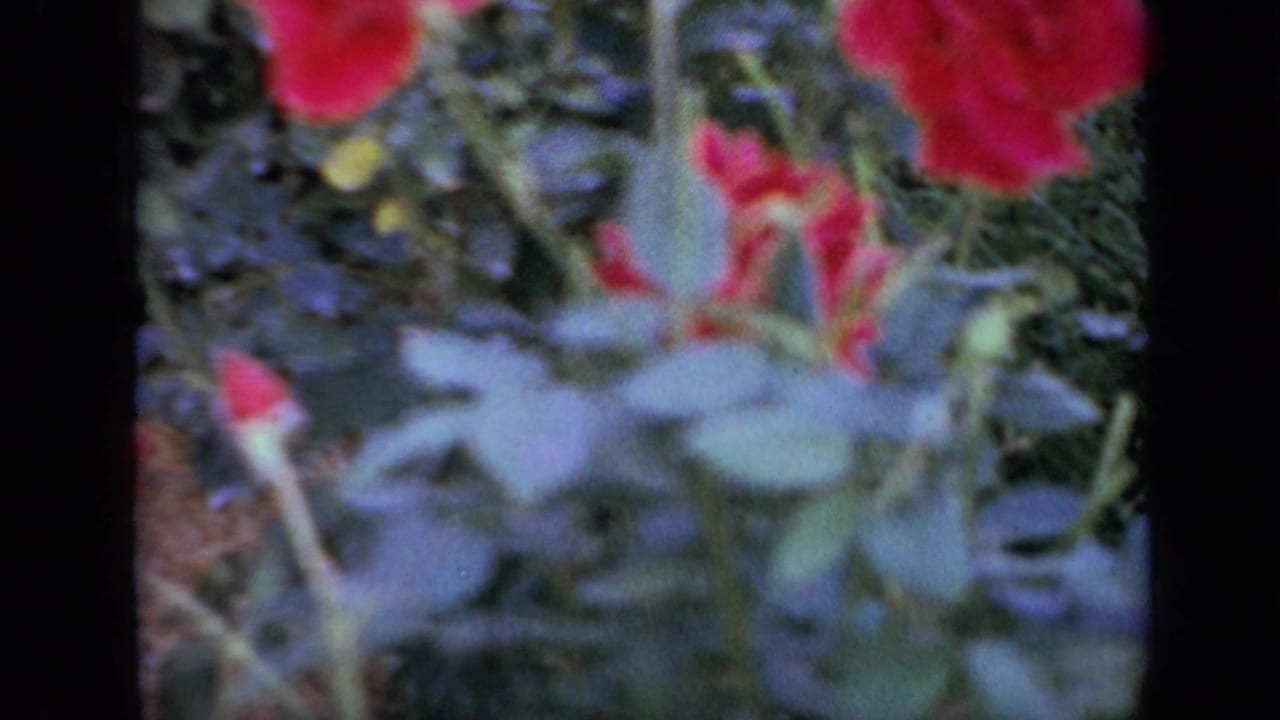 1959 Iowa 8mm frame with red rose blooms and green leaves filling a close, softly focused garden composition.
