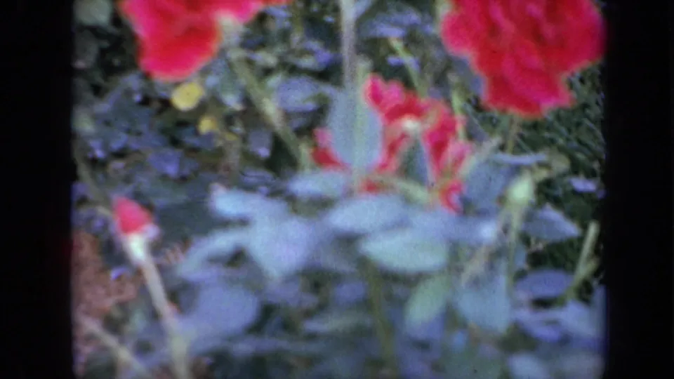 1959 Iowa 8mm frame showing red roses and layered foliage in a close garden shot with noticeable blur and grain.