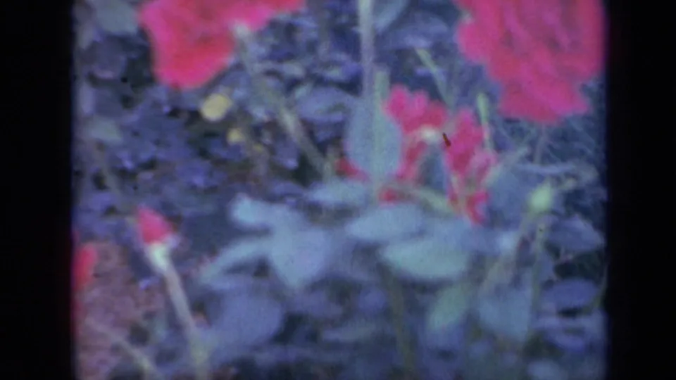 1959 Iowa 8mm frame with red roses, green foliage, and dark scan borders, retaining the soft color shifts of home-movie film.