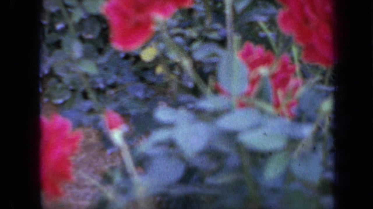 Soft close-up of red roses and green garden foliage on 8mm film.