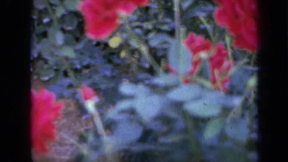 1959 Iowa 8mm frame showing red roses among dense green foliage in soft focus.