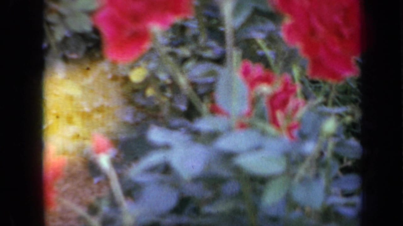 Red flowers and leafy garden plants seen through a soft 8mm frame.