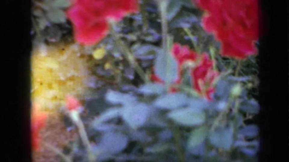 1959 Iowa garden footage frame with red roses, green leaves, warm exposure, and visible film texture.
