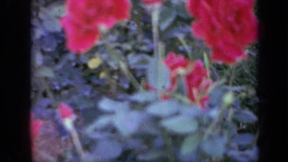 1959 Iowa 8mm close-up of red roses and surrounding foliage with heavy softness and visible frame edges.