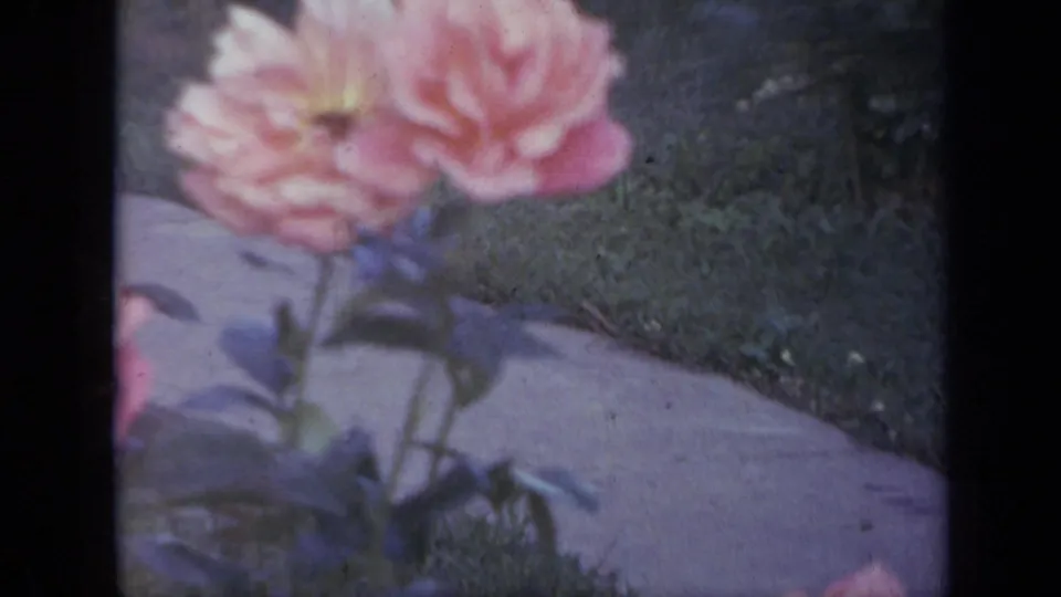 1959 Iowa 8mm frame showing a pink rose near a concrete path, lawn, and garden bed.