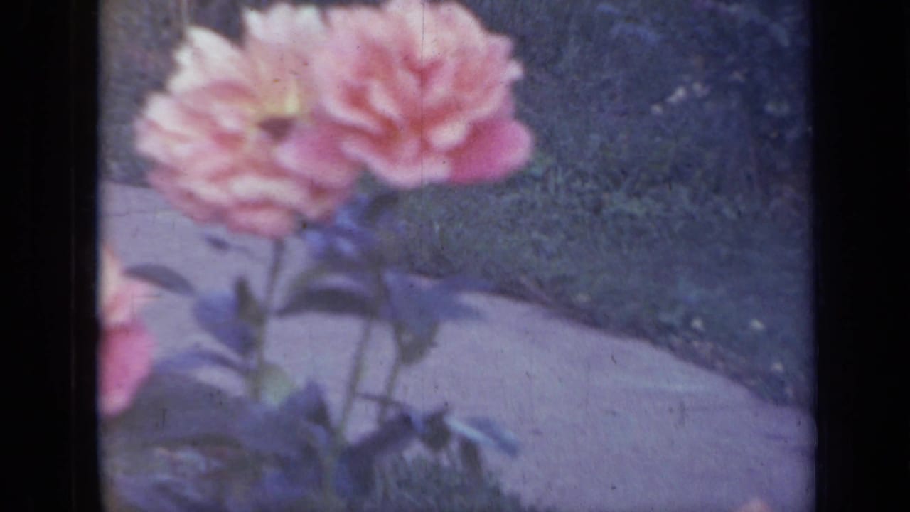 Pink peonies in a garden beside a sidewalk edge.