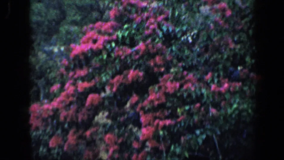 1959 Venezuela frame showing dense tropical foliage with clusters of bright pink flowers, filmed in soft, grainy 8mm color.