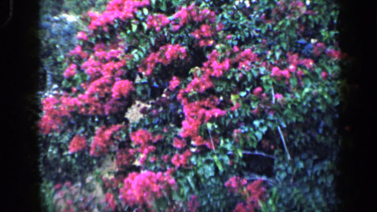 1959 Venezuela home-movie frame showing bright pink bougainvillea spreading across dense green hillside foliage.