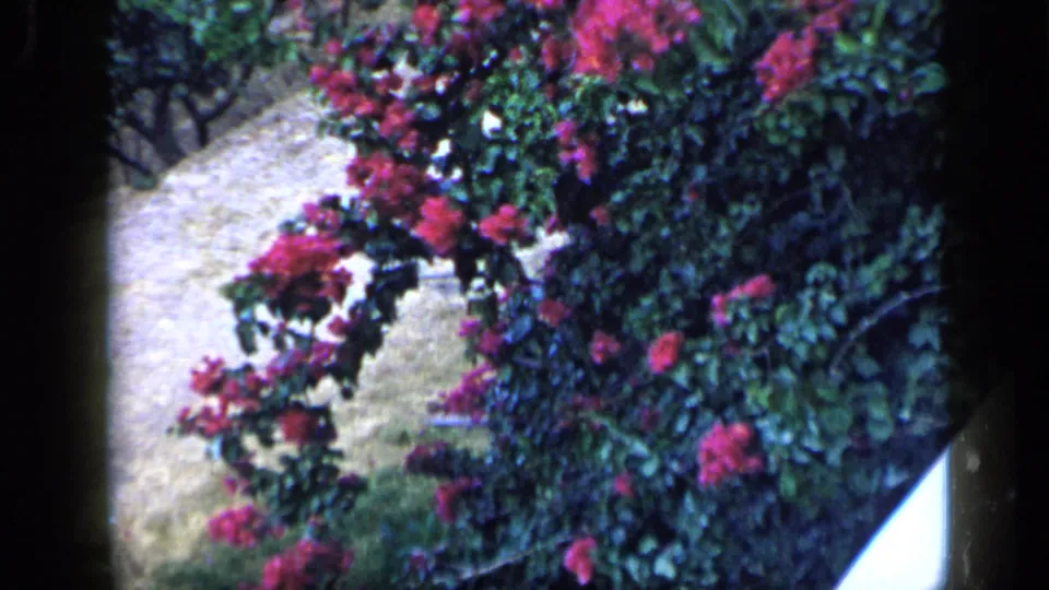 1959 Venezuela home-movie view of pink flowering branches and leafy growth beside a pale sloping ground area.