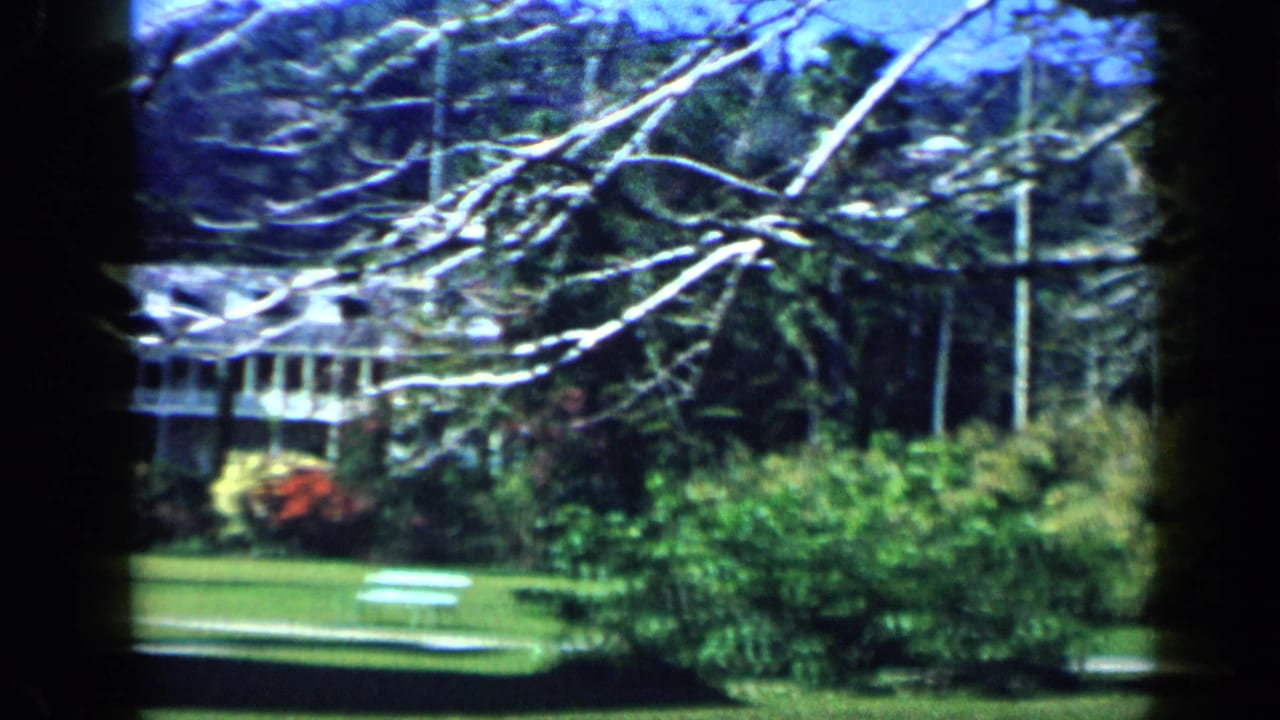 1959 Venezuela estate grounds with flowering shrubs, a trimmed lawn, bare branches, and the mansion behind garden planting.