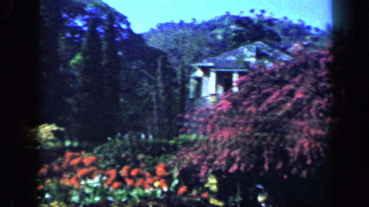 1959 Venezuela home-movie frame of a colorful garden with purple and orange flowers and a low building beyond the foliage.