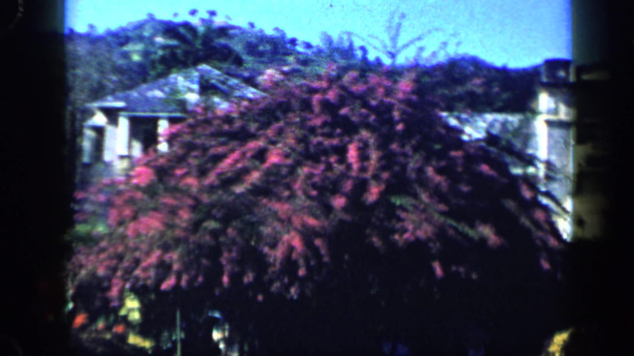 1959 Venezuela garden view with a large purple flowering shrub, partial building facade, and wooded hillside beyond.