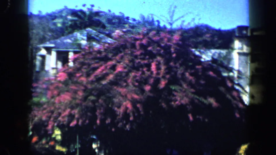 1959 Venezuela garden view with a large purple flowering shrub, partial building facade, and wooded hillside beyond.