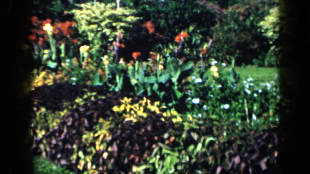 1959 Venezuela garden close view of yellow and orange flowers, layered foliage, lawn, and dense shrubs.