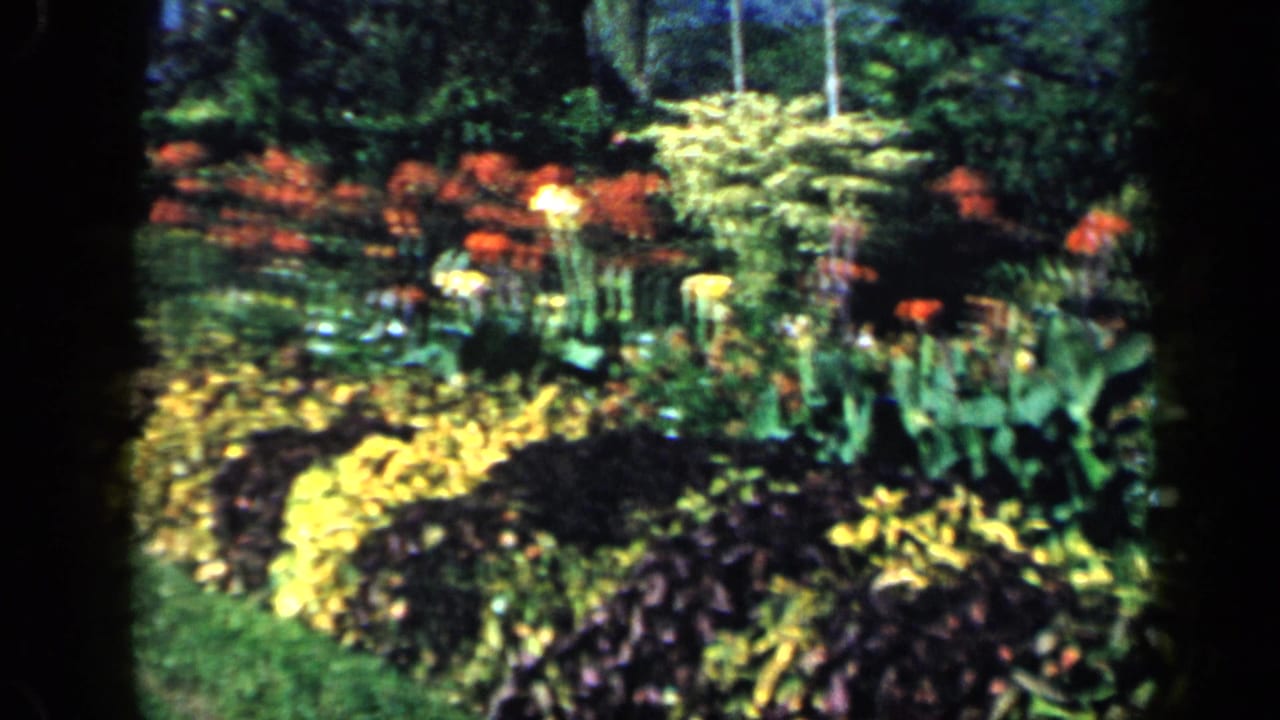 1959 Venezuela home-movie frame showing red and yellow flowers in a lush hillside garden.