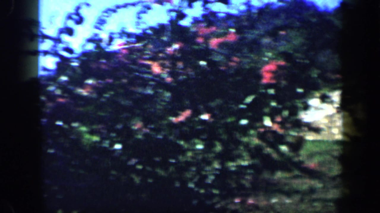 Garden foliage and reddish flowering branches fill the frame in this 1959 Venezuela home-movie view.