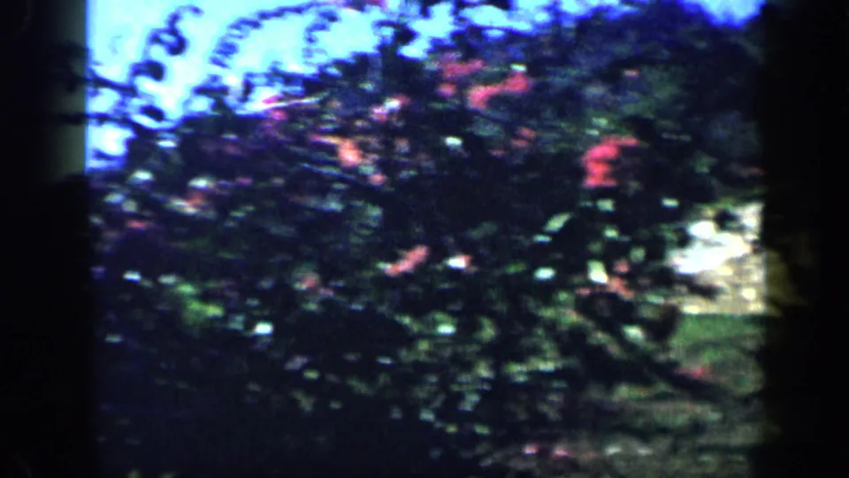 Garden foliage and reddish flowering branches fill the frame in this 1959 Venezuela home-movie view.