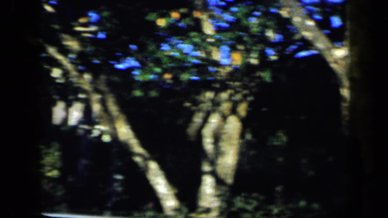 Dark 8mm garden view in Venezuela with tree trunks, leafy branches, and only a partial glimpse of a structure behind them.