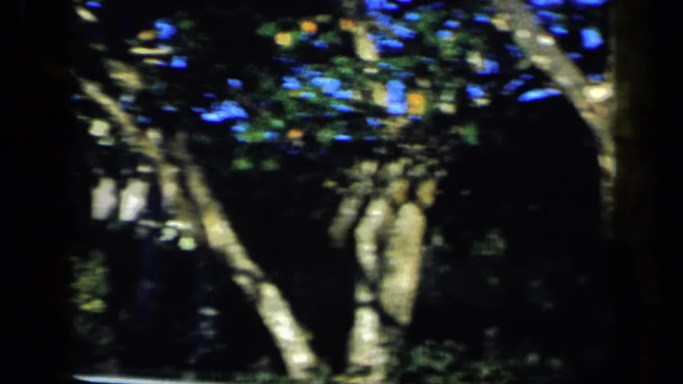Dark 8mm garden view in Venezuela with tree trunks, leafy branches, and only a partial glimpse of a structure behind them.