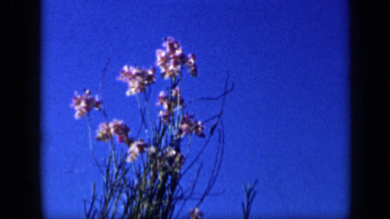 Close 8mm view of tall flowering stems and sparse branches against a deep blue Venezuelan sky.