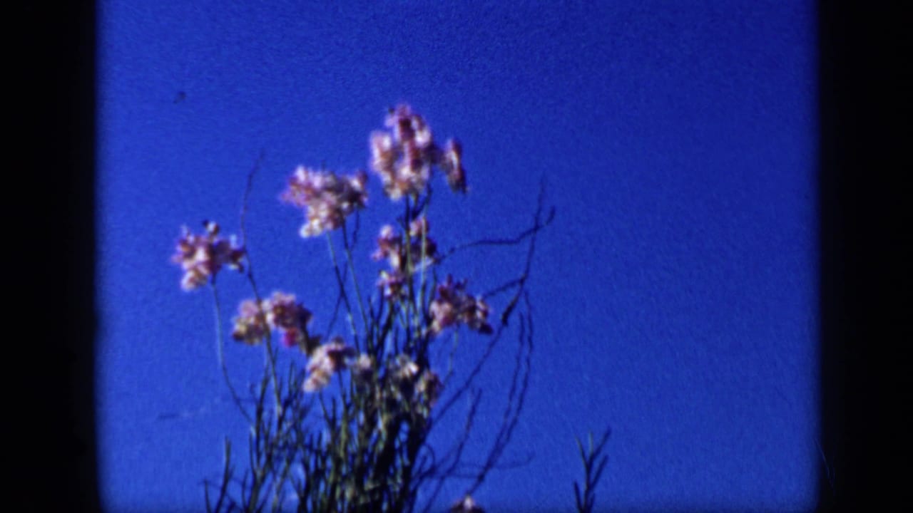 1959 Venezuela 8mm frame showing pink flowers against a saturated blue sky, with soft focus and visible film gate edges.