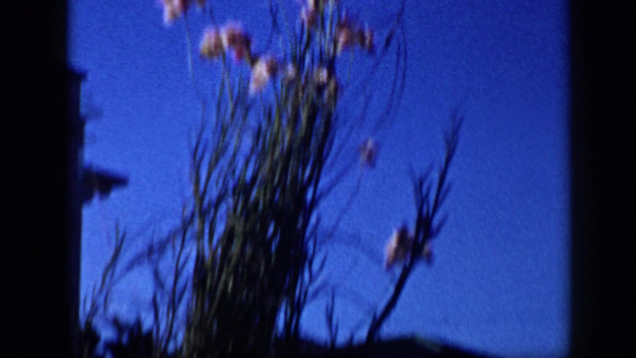 Tall flowers and stems appear beside a dark vertical film-frame edge against blue sky.