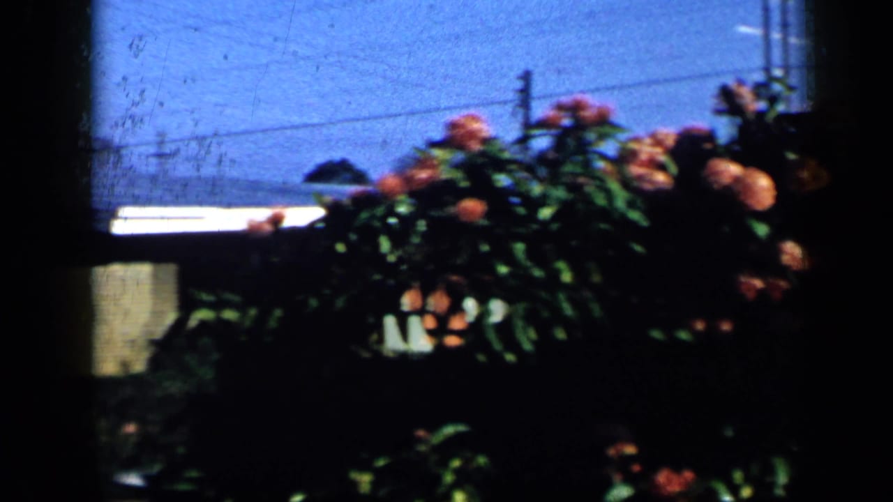 1959 Venezuela home-movie view of orange flowering shrubs, garden foliage, rooftops, utility lines, and blue sky.