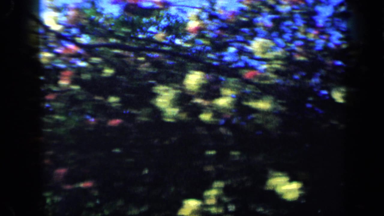 1959 Venezuela 8mm frame with motion-blurred flowering plants and dense garden foliage during a quick pan.