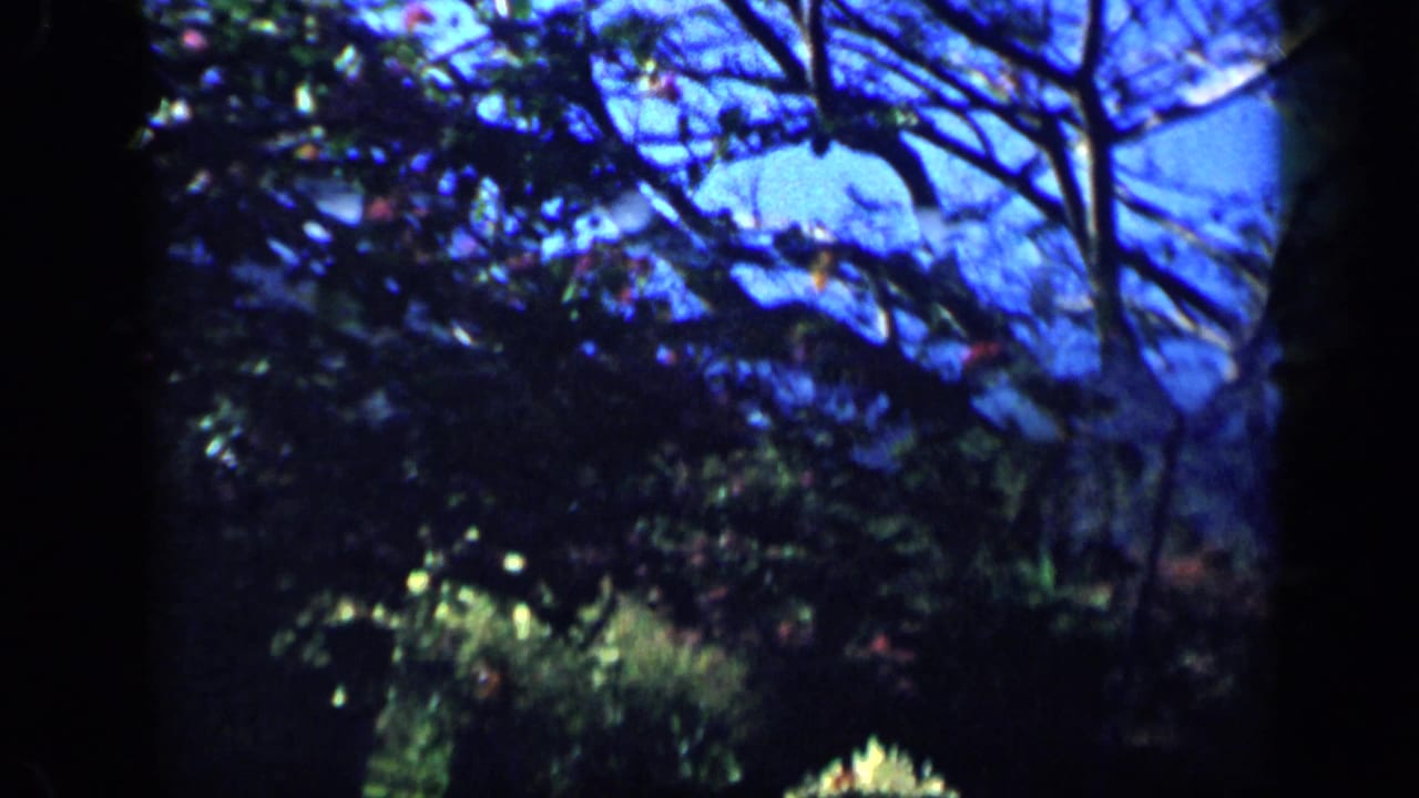 1959 Venezuela 8mm frame showing dense trees and tropical vegetation silhouetted against patches of blue sky.