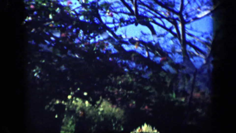 1959 Venezuela 8mm frame showing dense trees and tropical vegetation silhouetted against patches of blue sky.