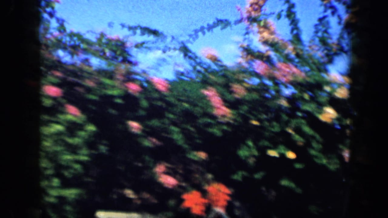 1959 Venezuela home-movie frame showing flowering garden shrubs with pink and red blossoms against a clear blue sky.