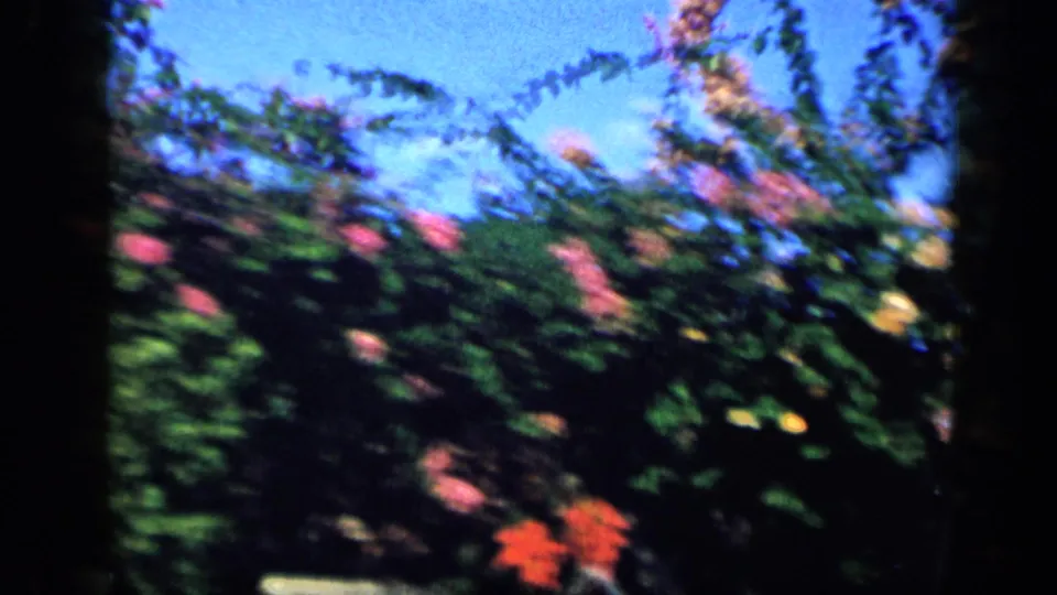 1959 Venezuela home-movie frame showing flowering garden shrubs with pink and red blossoms against a clear blue sky.