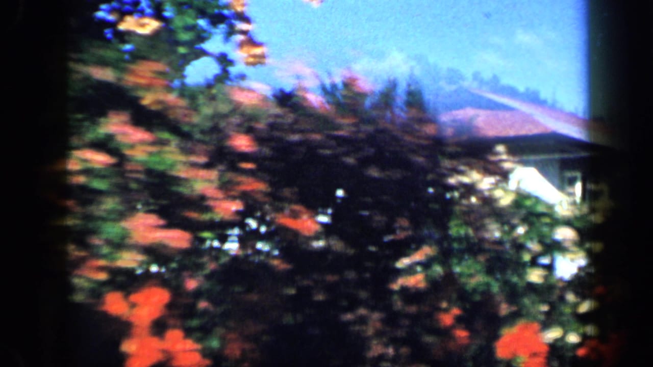 1959 Venezuela home-movie frame with red garden blossoms, dark shrubs, hillside greenery, and a partial house roofline.